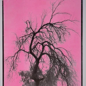 “The Jurupa Oak in Pink, 2025” Risograph Print by Andrew K.Thompson