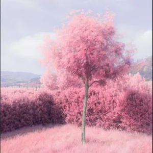 "Pink Tree" by Tommy Lei