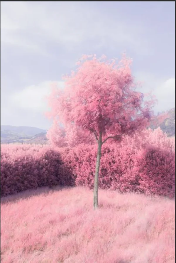 "Pink Tree" by Tommy Lei